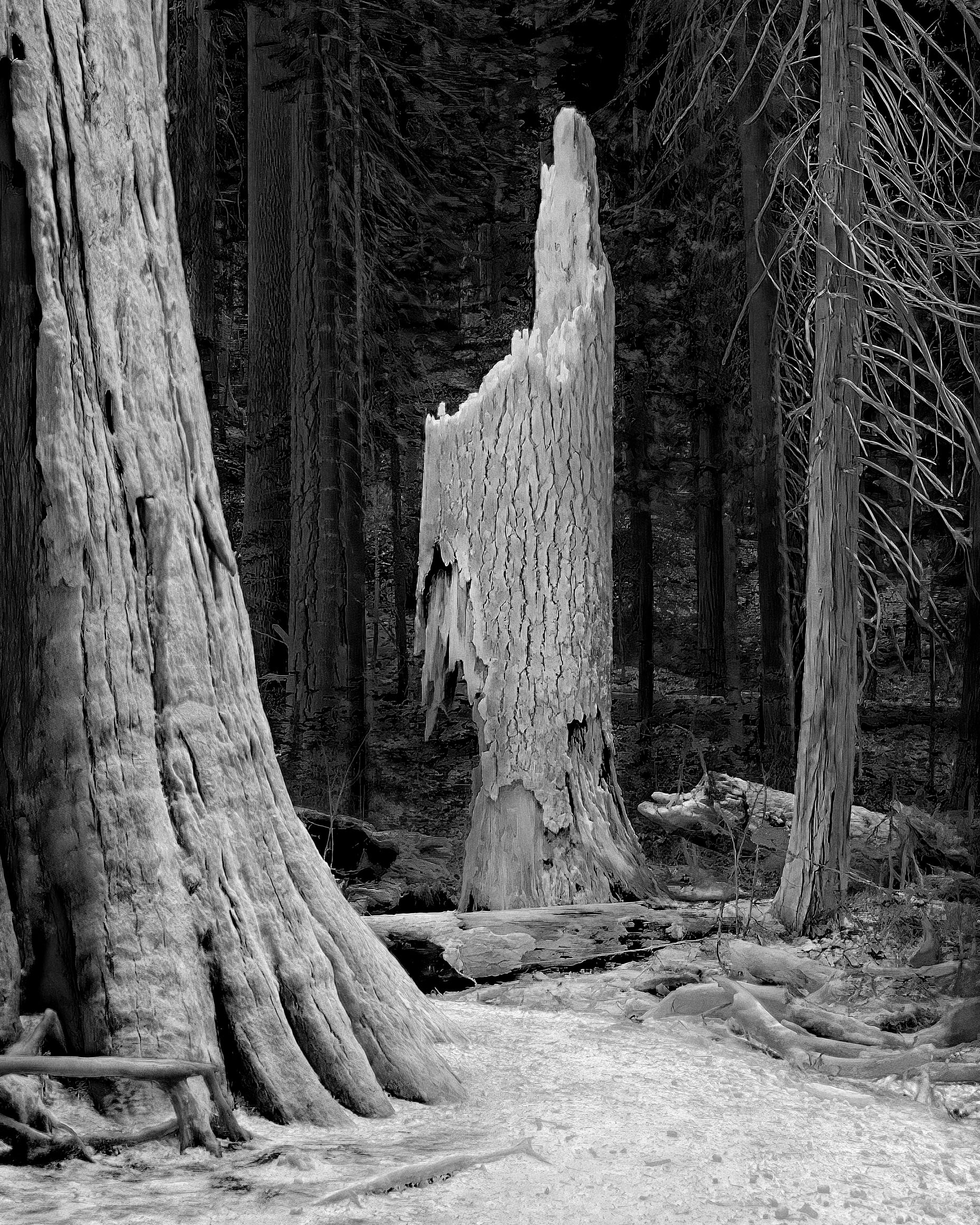 Fotografia en blanc i negre. Imatge amb càmera tèrmica industrial d&rsquo;un arbre cremat